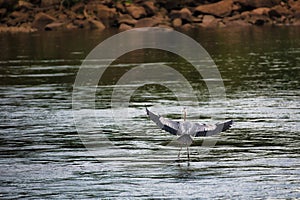 A blue heron landing in a river.