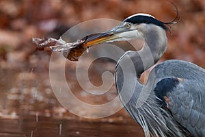 Blue Heron With Leaves