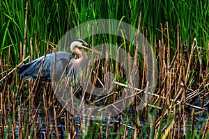 Blue Heron Looking for Frogs