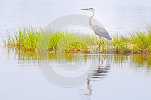 Blue heron in marsh photo