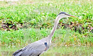 Blue Heron In A Marsh