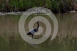 Blue Heron in the marsh