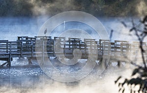 Blue Heron overlooking a misty morning on Harrison Bay