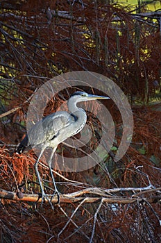 Blue heron in pluvial forest at sunset