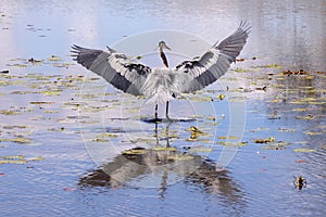 Blue Heron in pond