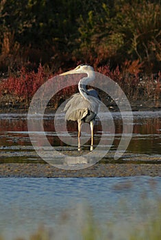 Blue heron portrait