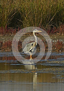 Blue heron portrait