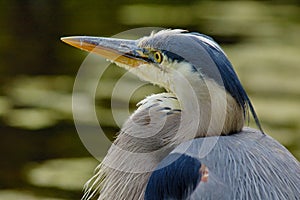 Blue heron (portrait)