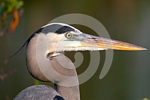 Blue Heron Profile