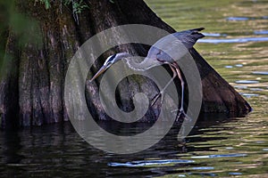 Blue Heron on Reelfoot lake in Tennessee during the summer