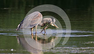 A blue heron is seeking fish.