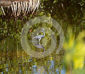 Blue Heron in shallow water in Florida Everglades
