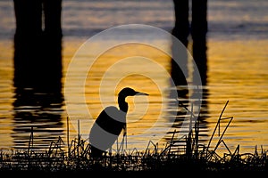 Blue heron silhouette