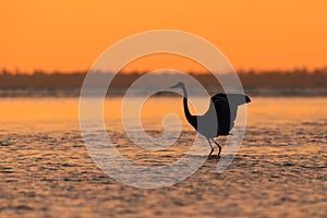 Blue Heron silhouetted against sunset