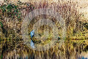 Blue Heron sitting at the edge of a lagoon in Pitt-Addington Marsh in the Pitt Polder Ecological Reserve, near Maple Ridge in the