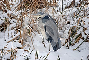 Blue Heron in a snowy landscape