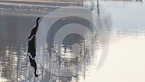 Blue heron standing on lake