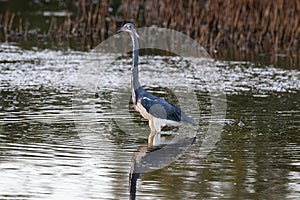 Blue Heron, standing in marshland pond. Reflection on the water.