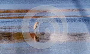 Blue Heron standing in a pond at sunset