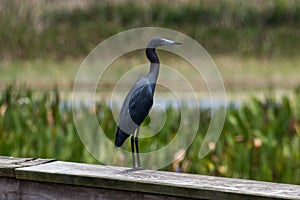 Blue Heron Standing on Wooden Rail