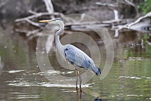 Blue Heron stands in small pond in wildlife sanctuary.