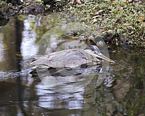 Blue Heron Stock Photos. Portrait. Picture. Image. Photo.  Taking a bath. Blue Heron close-up profile view in the water