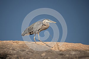 Great Blue Heron raptor