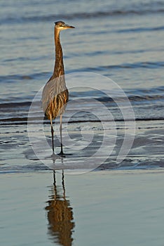 Blue Heron at Sunset