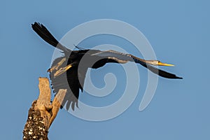 Blue Heron Takes Flight