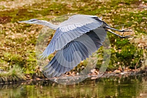 Blue Heron Takes Flight (wings downbeat)