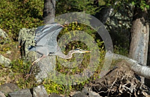 Blue Heron Takes Off