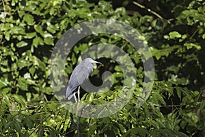 Blue Heron, Tortuguero national park