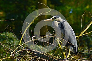 A blue heron on a tree branch