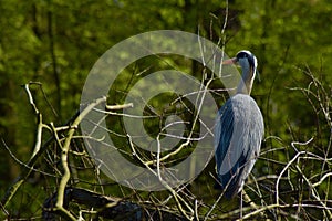A blue heron on a tree branch