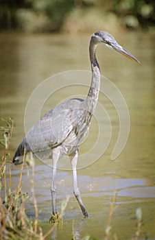 Blue Heron Wading in Shallows