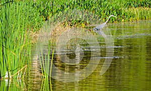 A Blue Heron wading in the water looking for food at Lake Seminole Park in Seminole, Florida.