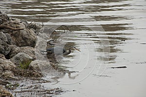 Blue Heron Waiting at Waterside