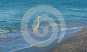 Blue heron waits for fish to wash up on shore in Florida
