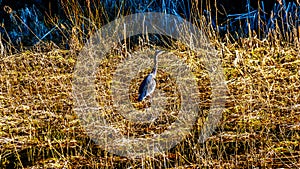 Blue Heron walking in the reeds of Pitt-Addington Marsh at the town of Maple Ridge in the Fraser Valley of British Columbia Canada