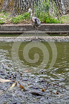 A blue heron watches a large pool of carp