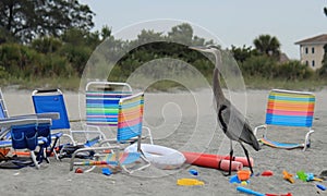 Blue heron watching the sun setting over Gulf of Mexico amongst beach chairs and toys