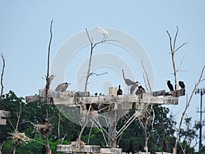 Blue Herons, Egrets and Cormorants Nest on the Top of a Man Made Rookery