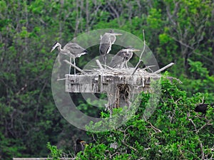 Blue Herons Nest on the Top of a Man Made Rookery