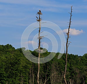 Blue herons in rookery with male bringing sticks to nest, 4 nest