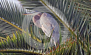 Blue Herron