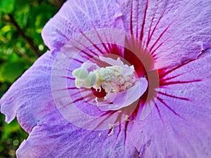 Blue Hibiscus Flower With Yellow Pollen on Stamen