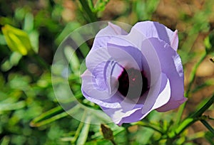 Blue Hibiscus, Lilac Hibiscus, Purple Hibiscus, California Hibiscus