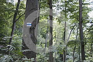 Blue hiking mark on a tree trunk in forest