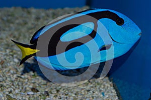 Blue Hippo Tang