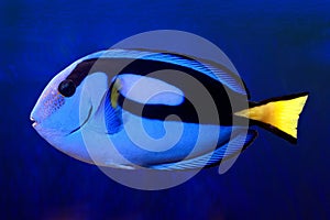 Blue hippo Tang Paracanthurus hepatus